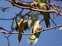 Wild Parrots of Brooklyn